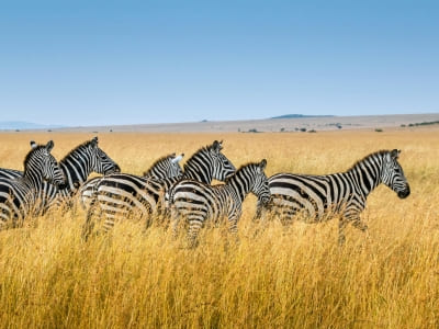 Group Safari in Kenya